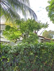 Duchess Avenue (D10), Detached #496788661